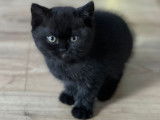 Des chotons British Shorthair noir LOOF disponibles à la vente