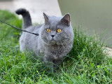Des chotons British Shorthair noir LOOF disponibles à la vente