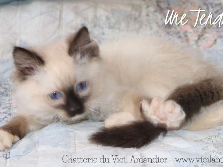 1 magnifique chaton Ragdoll LOOF à réserver