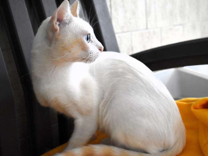 Chat à donner