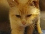 Chat beige disponible à l'adoption
