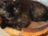 Disponible à l'adoption : une chatte âgée de 2 ans