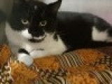 Chat noir et blanc à adopter
