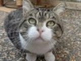 Chat tigré blanc à céder
