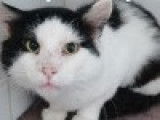 À adopter : un chat noir et blanc