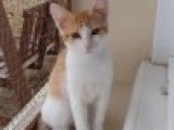 À donner : une chatte roux et blanc