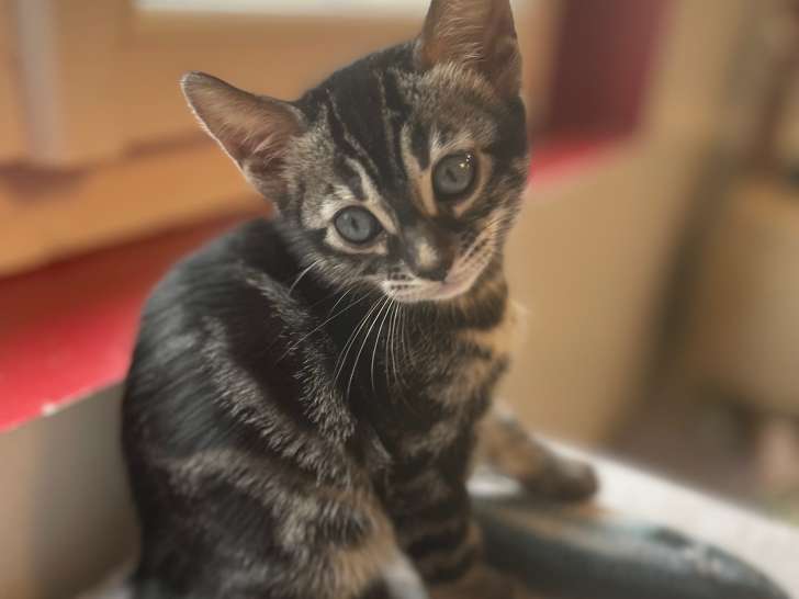Chatons de race Bengal à vendre (2 femelles & 2 mâles)
