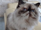 Chatte Persan colourpoint à donner