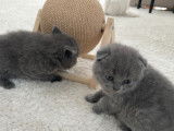 Chatons British Shorthair LOOF &agrave; vendre