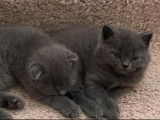 Chatons British Shorthair LOOF &agrave; vendre