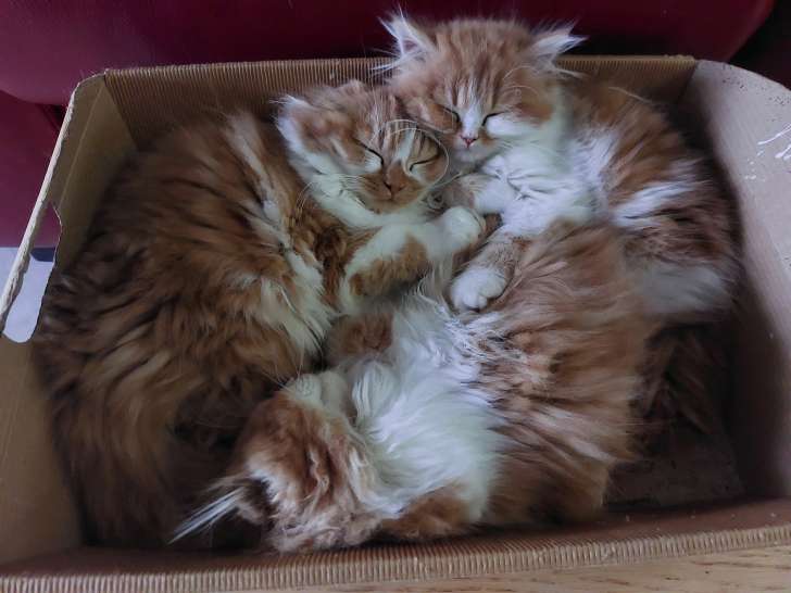 Chatons de race Highland Fold à vendre (1 femelle & 2 mâles)