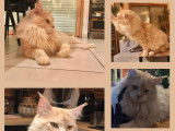 Mâle Maine Coon disponible pour saillie