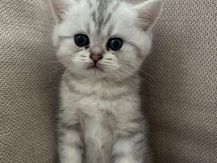 Adorables Chatons British Shorthair et Scottish Fold à Adopter