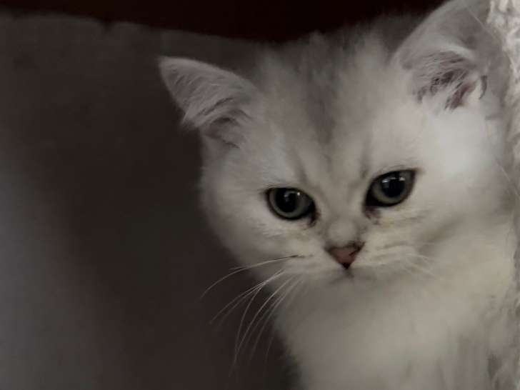 Adorables Chatons British Shorthair et Scottish Fold à Adopter