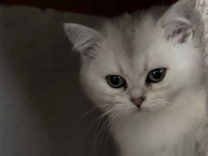 Adorables Chatons British Shorthair et Scottish Fold à Adopter