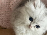 Adorables Chatons British Shorthair et Scottish Fold à Adopter