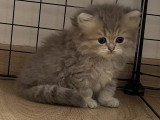 Adorables Chatons British Shorthair et Scottish Fold à Adopter