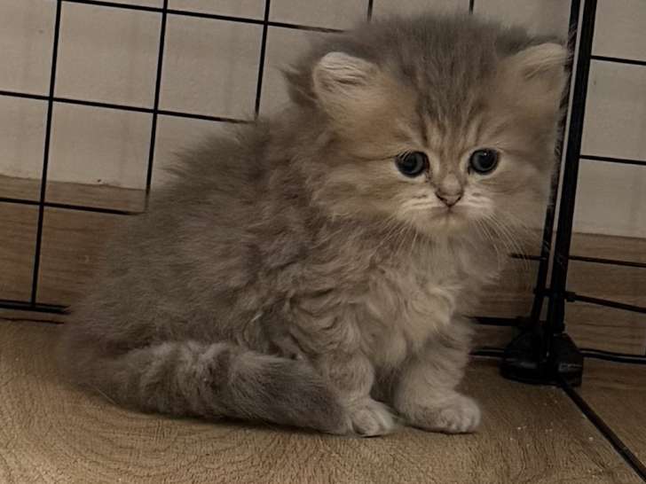 Adorables Chatons British Shorthair et Scottish Fold à Adopter