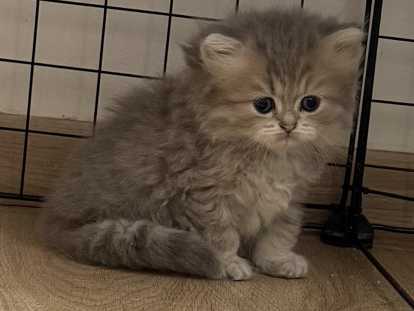 Adorables Chatons British Shorthair et Scottish Fold à Adopter