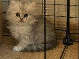 Adorables Chatons British Shorthair et Scottish Fold à Adopter