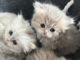 Adorables Chatons British Shorthair et Scottish Fold à Adopter
