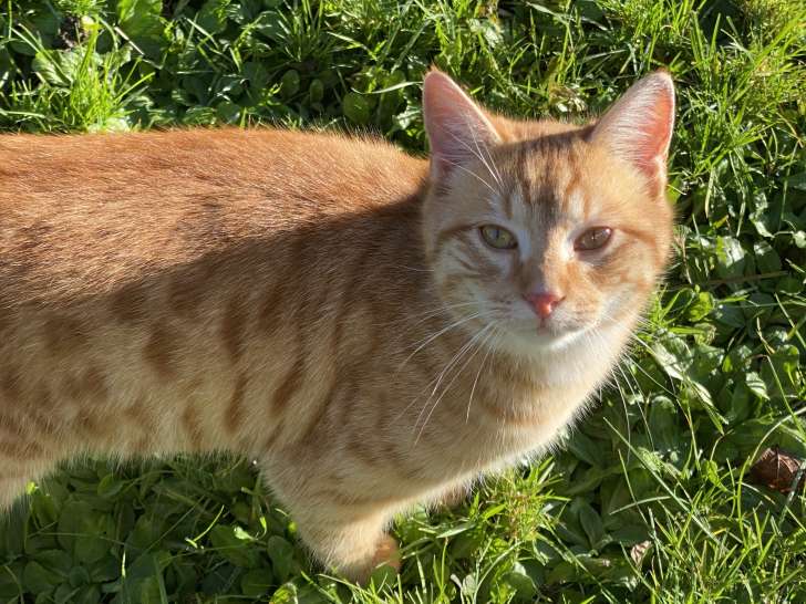 Chat de 11 mois à donner