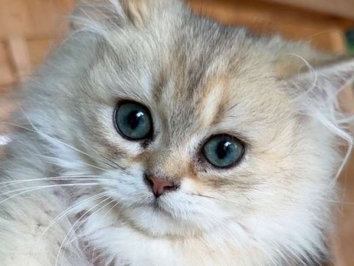 Des chatons British Longhair Golden LOOF disponibles à la vente