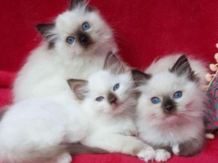 Trois chatons Ragdolls disponibles à la réservation (LOOF)