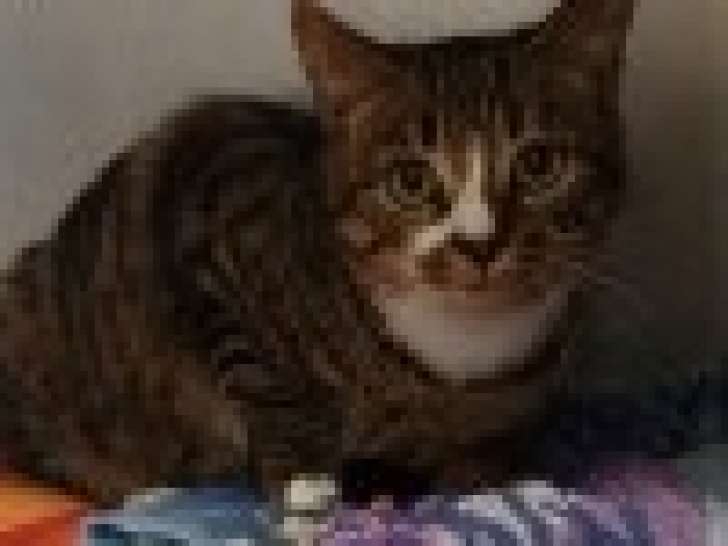 Chatte tigrée d'un an à céder