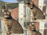 À donner : chatte de 2 ans