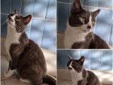 Chatte à céder
