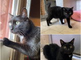 À donner : un chat de 5 ans