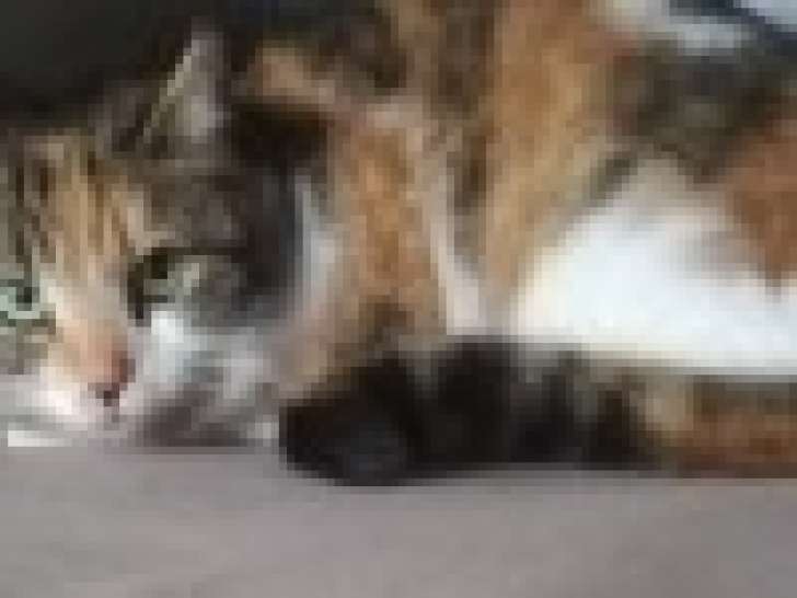 Don gratuit : chatte tricolore
