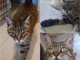 À donner : chatte de 9 ans