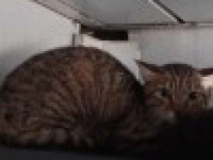 Disponible à l'adoption : une chatte tigrée