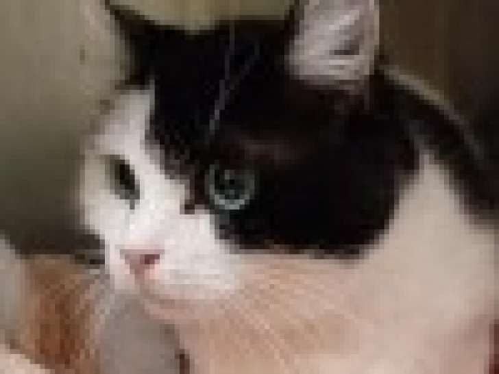Chatte de 12 ans à céder