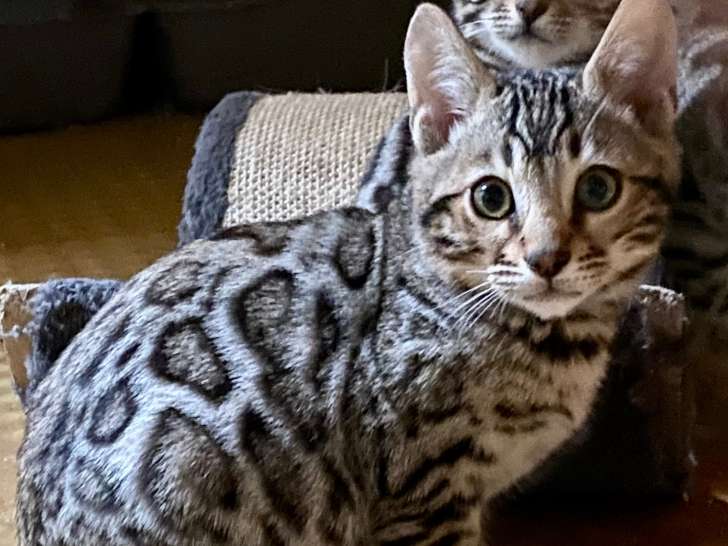 Chatons bengals brown et silver LOOF à vendre