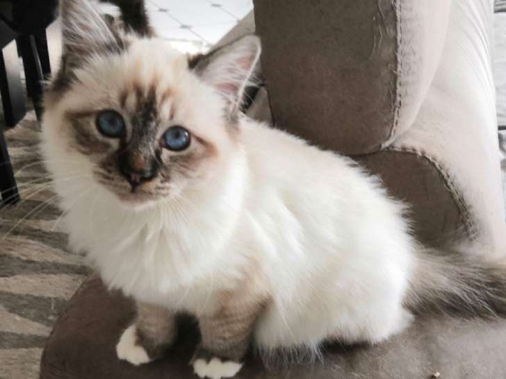 Chaton Sacré de Birmanie seal tabby point LOOF à vendre