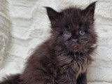 Une chatonne Maine Coon LOOF black solid à réserver
