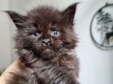 Une chatonne Maine Coon LOOF black solid à réserver
