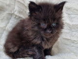 Une chatonne Maine Coon LOOF black solid à réserver