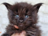 Une chatonne Maine Coon LOOF black solid à réserver
