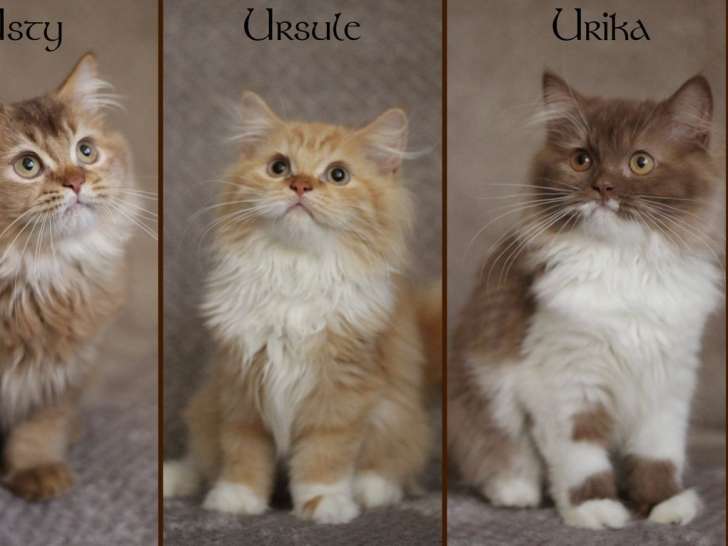 Trois chatons British Longhair LOOF disponibles