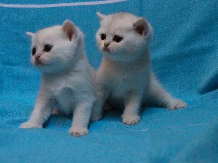 Trois chatons British Shorthair black silver shaded LOOF à réserver