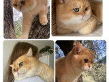 Mâle British shorthair black golden shell LOOF disponible pour saillie