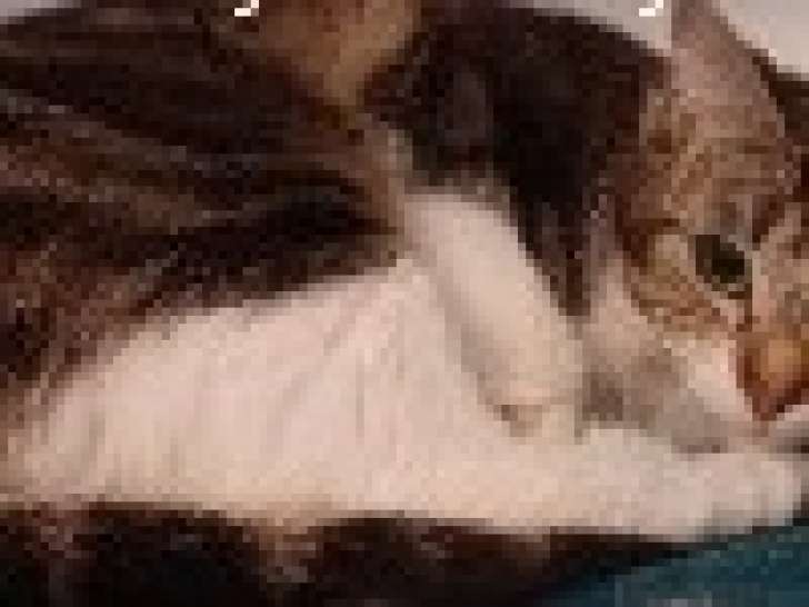 À donner : chatte tigrée blanche