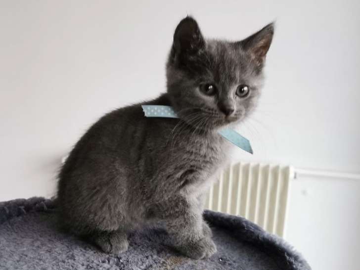 Des chatons Chartreux bleus à réserver