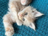 Un chaton Maine Coon LOOF crème à réserver