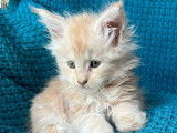 Un chaton Maine Coon LOOF crème à réserver