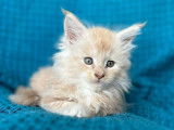 Un chaton Maine Coon LOOF crème à réserver